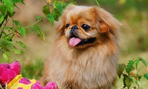 北京犬怎么喂養(yǎng)？京巴犬多少錢一只？