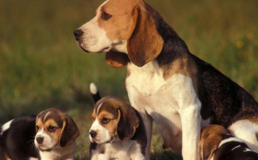 比格犬多少錢一只？比格犬如何喂養(yǎng)？