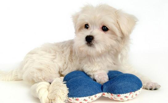 比熊犬多少錢一只？比熊犬如何喂養(yǎng)？