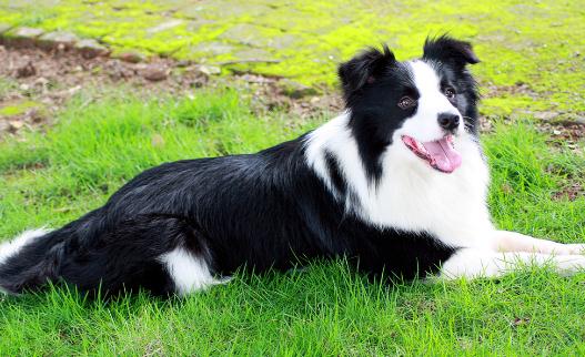 邊境牧羊犬怎樣訓練？邊境牧羊犬多少錢？
