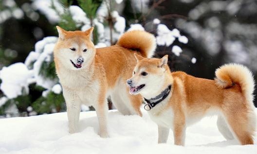 柴犬多少錢(qián)一只？柴犬如何喂養(yǎng)？