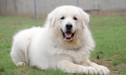 大白熊犬如何喂養(yǎng)？大白熊犬怎樣訓(xùn)練？