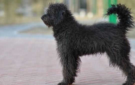 波利犬如何喂養(yǎng)？波利犬多少錢一只？