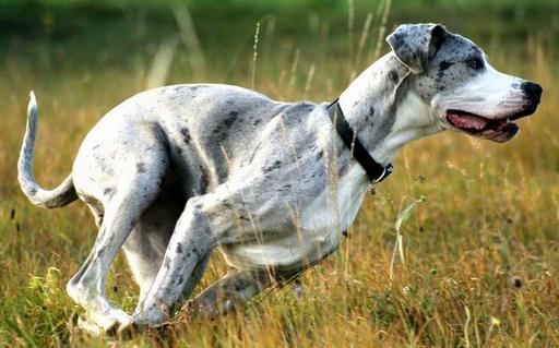 大丹犬多少錢一只？大丹犬怎么喂養(yǎng)？
