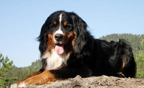 伯恩山犬如何喂養(yǎng)？伯恩山犬怎樣訓(xùn)練？