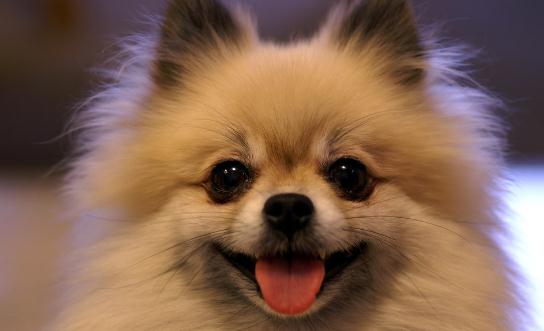 博美狗狗多少錢一條？博美犬怎么訓練？