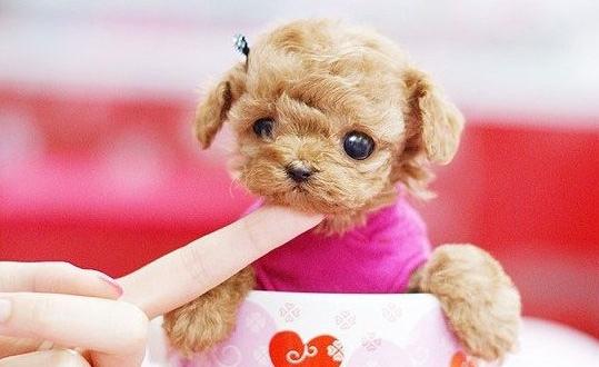 茶杯犬是什么？茶杯犬多少錢一條？