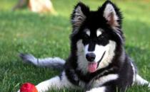 阿拉斯加犬多少錢(qián)一只？