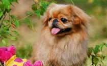北京犬怎么喂養(yǎng)？京巴犬多少錢一只？