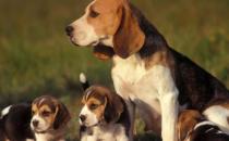 比格犬多少錢一只？比格犬如何喂養(yǎng)？
