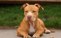 比特犬多少錢一只？比特犬是什么狗？