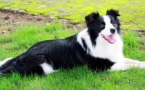 邊境牧羊犬怎樣訓(xùn)練？邊境牧羊犬多少錢？