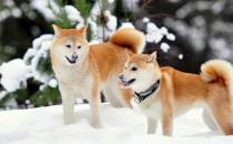 柴犬多少錢一只？柴犬如何喂養(yǎng)？