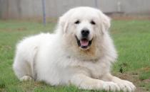 大白熊犬如何喂養(yǎng)？大白熊犬怎樣訓練？