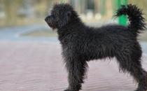 波利犬如何喂養(yǎng)？波利犬多少錢一只？