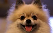 博美狗狗多少錢一條？博美犬怎么訓(xùn)練？
