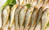 冬季吃哪種魚好？盤點(diǎn)最適合冬季進(jìn)補(bǔ)的9種魚