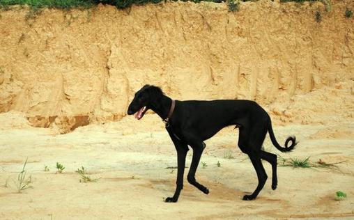 細(xì)犬如何喂養(yǎng)？細(xì)犬是什么狗？
