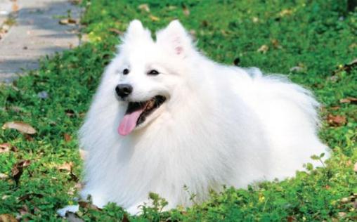銀狐的特征-銀狐犬怎么喂養(yǎng)？