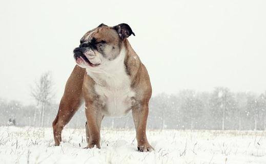英國斗牛犬怎么訓練？英國斗牛犬怎么養(yǎng)？
