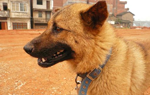 中華田園犬是什么狗？中華田園犬怎樣訓(xùn)練？
