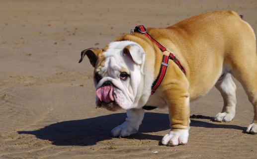 斗牛犬如何喂養(yǎng)？斗牛犬怎么訓練？