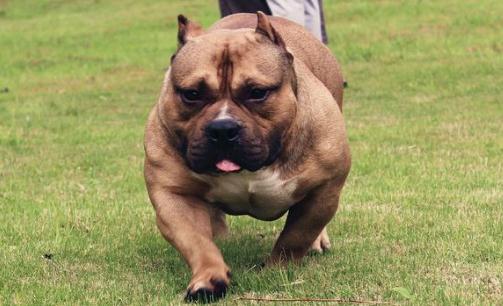 惡霸犬是怎樣的？惡霸犬怎樣喂養(yǎng)？