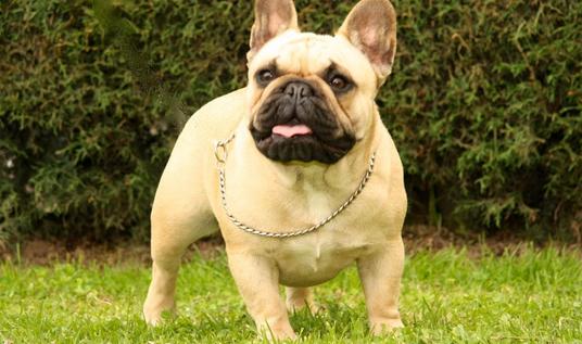 法國斗牛犬怎么養(yǎng)？法國斗牛犬怎么訓練？