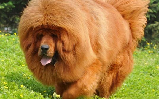 高加索犬是什么品種？高加索犬怎么養(yǎng)？