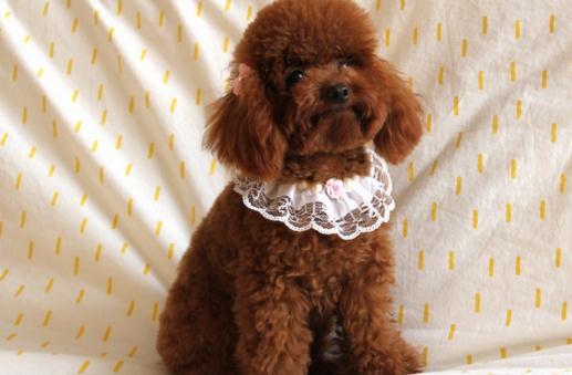 貴賓犬性格溫和嗎？貴賓犬怎么養(yǎng)？