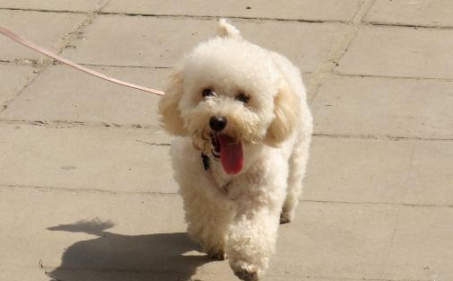 貴婦犬怎么養(yǎng)？貴婦犬好訓練嗎？