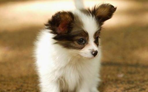 蝴蝶犬多少錢(qián)能買(mǎi)到？蝴蝶犬怎么訓(xùn)練？