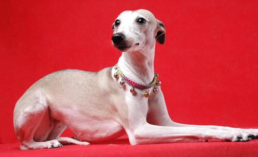 惠比特犬是什么？惠比特犬怎么養(yǎng)？