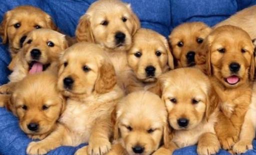 金毛多少錢一條？金毛犬如何喂養(yǎng)？