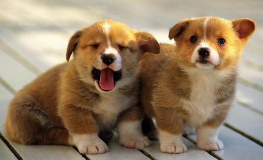 柯基犬如何喂養(yǎng)？柯基犬怎樣訓練？