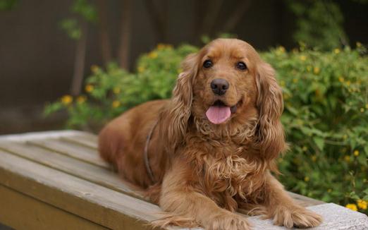 可卡犬多少錢一條？可卡犬怎么訓(xùn)練？
