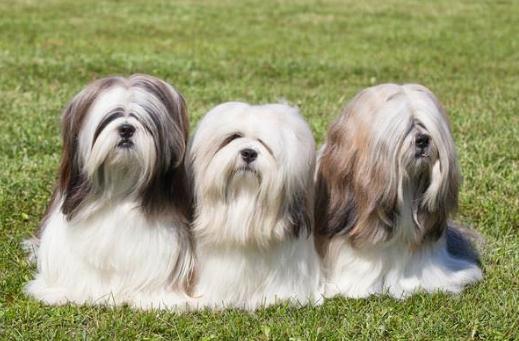拉薩犬是什么？拉薩犬多少錢能買？