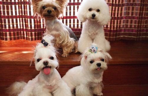 馬爾濟斯犬如何喂養(yǎng)？馬爾濟斯犬怎樣訓(xùn)練？