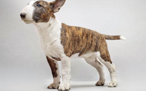 牛頭梗犬是怎樣的？牛頭梗犬怎么訓(xùn)練？