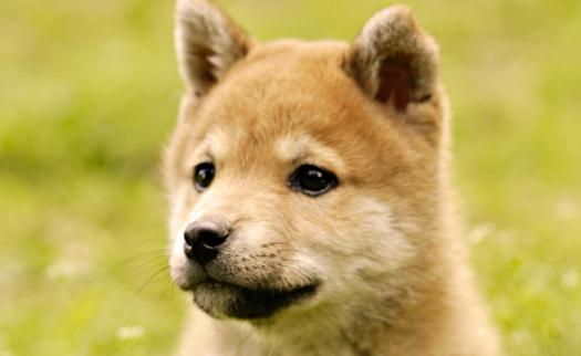 秋田犬是什么品種？秋田犬怎么養(yǎng)？