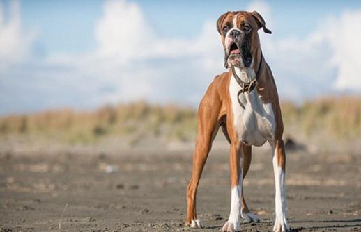 拳師犬的簡(jiǎn)介-拳師犬怎么喂養(yǎng)？