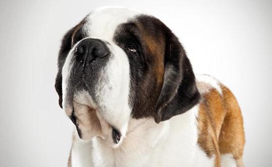 圣伯納犬如何訓練？圣伯納犬怎么養(yǎng)？