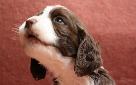史賓格犬如何喂養(yǎng)？史賓格犬的簡(jiǎn)介