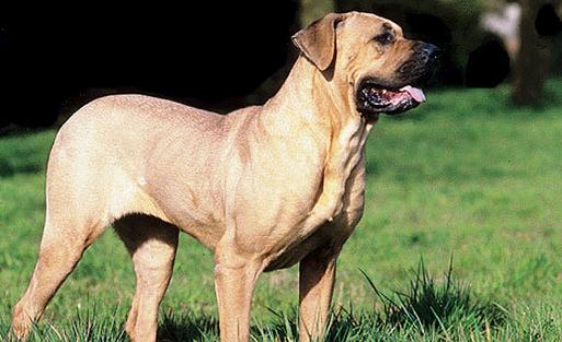 土佐犬是什么狗？土佐犬怎么養(yǎng)？