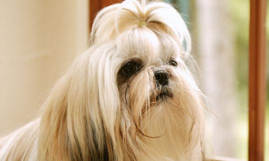 西施犬如何喂養(yǎng)？西施犬多少錢？