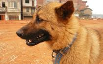 中華田園犬是什么狗？中華田園犬怎樣訓(xùn)練？