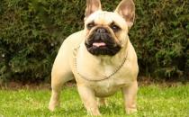法國斗牛犬怎么養(yǎng)？法國斗牛犬怎么訓練？