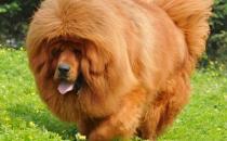 高加索犬是什么品種？高加索犬怎么養(yǎng)？