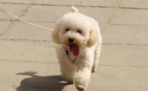 貴婦犬怎么養(yǎng)？貴婦犬好訓(xùn)練嗎？