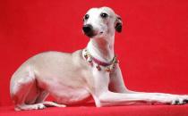 惠比特犬是什么？惠比特犬怎么養(yǎng)？